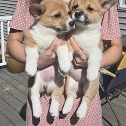Pembroke Welsh Corgi Puppies from Irene Melnick