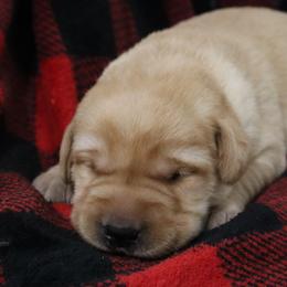 Blizzard - Yellow male Labrador Retriever puppy in Camden, Indiana from Camden's Caring Canines