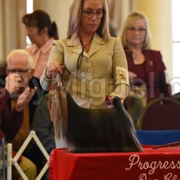 Ike - Yorkshire Terrier