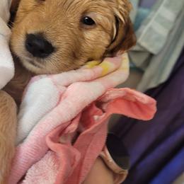 Golden Retriever Puppies from Middlecreek Goldens