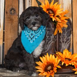 Lark - Merle female Goldendoodle puppy in Macedon, New York from Toodles Goldendoodles