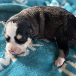 Gambit - Wolf sable male Pomsky puppy in Gunter, Texas from The Painted Pomsky