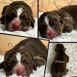 3 Valor - Red tri-color male Australian Shepherd puppy in Huntington, Texas from JKKJ Farms, LLC