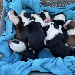 Border Collie and German Shepherd Puppies from Von Guadachi Working Dogs