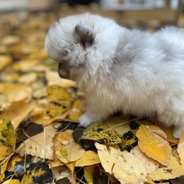 Pomeranian Puppies from TiaZ Poms