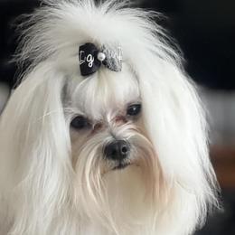 Rivers - Maltese