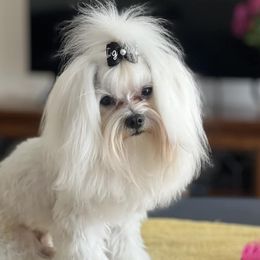 Rivers - Maltese