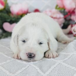 Girl 5 Sage - White female Great Pyrenees puppy in Yakima, Washington from Naches Heights Ranch