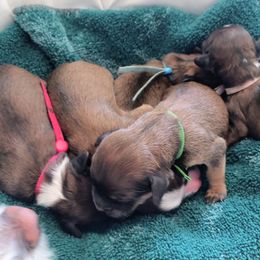 Cavapoo Puppies from Sophie's Puppy Den