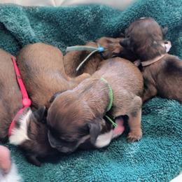 Cavapoo Puppies from Sophie's Puppy Den