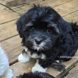 Girl1 - Black and white female Havanese puppy in Batesville, Arkansas from Hillbilly Havanese