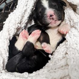Purple - Tri-color female Bernedoodle puppy in Marne, Michigan from MI Doodles