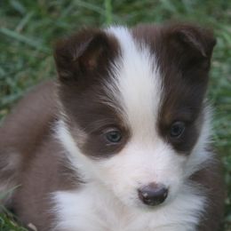 Border Collie, English Setter, and Miniature American Shepherd Puppies from First Harmony Farms