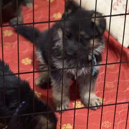 Blue collar male - Black and red male German Shepherd puppy in Wyoming, Michigan from Big Jones Kennels