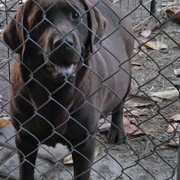 Chocolate Male 2 - Chocolate male Labrador Retriever puppy in Andrews, South Carolina from Leyland Cypress Retrievers