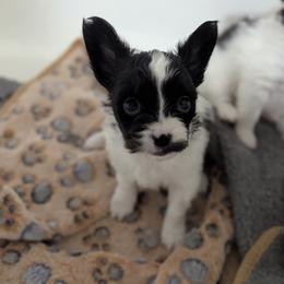 Nikki boy pup 1 - White and black male Papillon puppy in Joshua, Texas from Summertime Kennels