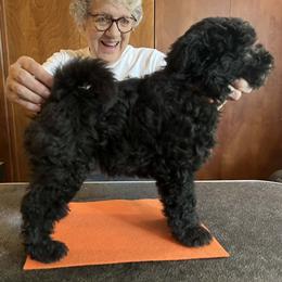 Boy 3 - male Pumi puppy in Salem, Oregon from Abiqua Pumik