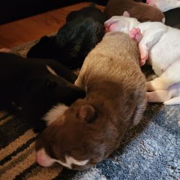 Zuri - Brown and white female Siberian Husky puppy in Madison, Georgia from Thornbury Kennel