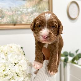 Mickey - Caramel ice male Australian Labradoodle puppy in Palmdale, California from Pixie Doodle Paws