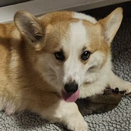 Katie - Pembroke Welsh Corgi