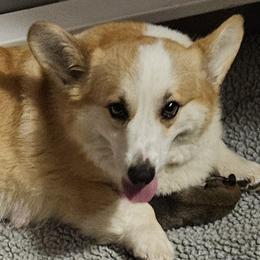 Katie - Pembroke Welsh Corgi