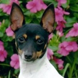 Toy Fox Terriers from Celticfox Toy Fox Terriers