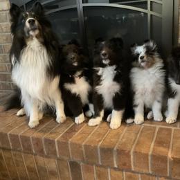 Belle - Shetland Sheepdog
