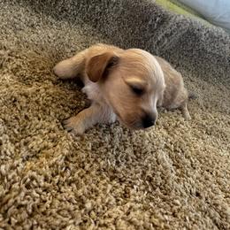 Frost - Cream male Dachshund puppy in Summit, South Carolina from Doxies4Paws