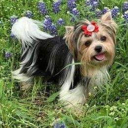 Biewer Terriers from Heavenly Heiy