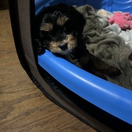 Cockapoo and Cocker Spaniel Puppies from Penny’s Perfect Pups