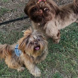 Shih Tzu All Grown Up from My Little Shih Tzu Dreams