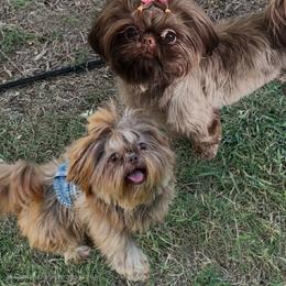 Shih Tzu All Grown Up from My Little Shih Tzu Dreams