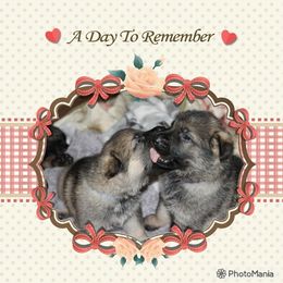 German Shepherd and Irish Wolfhound Puppies from Griffin's Mountain Miniature horses and kennel