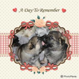 German Shepherd and Irish Wolfhound Puppies from Griffin's Mountain Miniature horses and kennel
