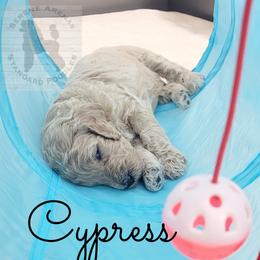 Poodle Puppies from Serene Arenas' Standard Poodles