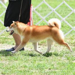 Rokzee - Shiba Inu