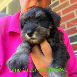Lime Green Collar Boy - Black and silver male Miniature Schnauzer puppy in Kansas City, Kansas from Daniel Morlan