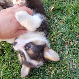 Pembroke Welsh Corgis and Poodles from Windy Willows