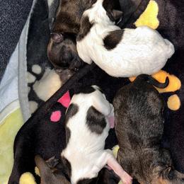 Shihpoos and Shih Tzus from Angel babies