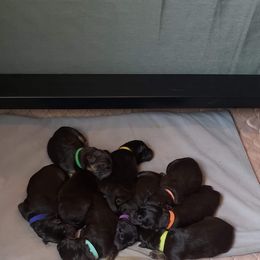 German Shepherd Puppies from Kaiser + Leyna