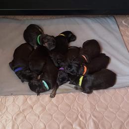 German Shepherd Puppies from Kaiser + Leyna