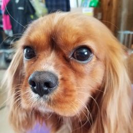 Freedom - Cavalier King Charles Spaniel