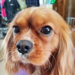 Freedom - Cavalier King Charles Spaniel