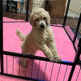 Poodle puppies from Brivali Poodles