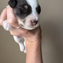 Lincoln - Parti male Miniature Schnauzer puppy in Hollywood, South Carolina from Lowcountry Dreams Schnauzers