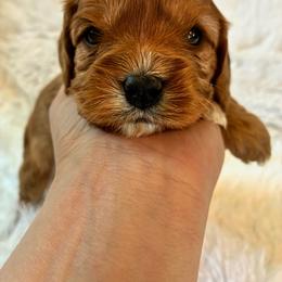 Aquarius - Red female Cavapoo puppy in Adrian, Oregon from ApplebyFarm
