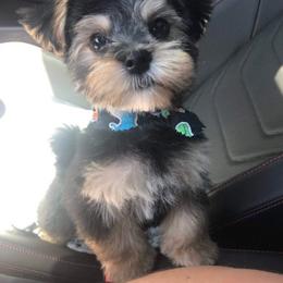 Maltese and Morkie Puppies from Heavenly Paws