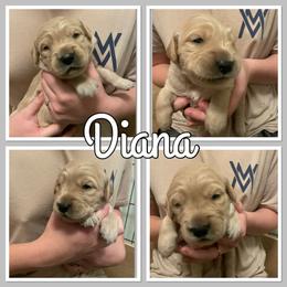 Bernese Mountain Dog and Golden Retriever Puppies from Happy Tails Family Farm