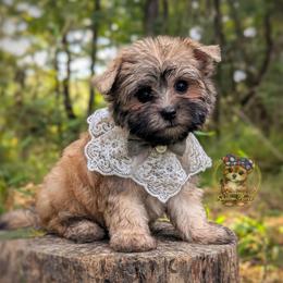 Anchor - Gold male Morkie puppy in Barren Springs, Virginia from Seeking Shalom Acres Maltese, Maltipoos & Havamalts