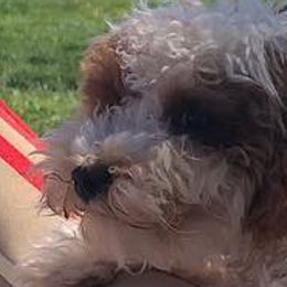Assorted Doodle Crosses, Cavalier King Charles Spaniels, Cavapoos, Maltipoos, and Poodles from Little Teton Doodles